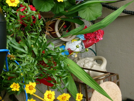 2016 KCDW Picnic-1140957